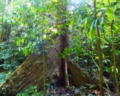 Octomeles sumatrana Ilimo Tree